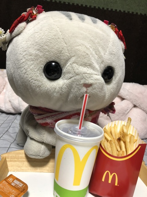 もちみ(自称、マンチカン)